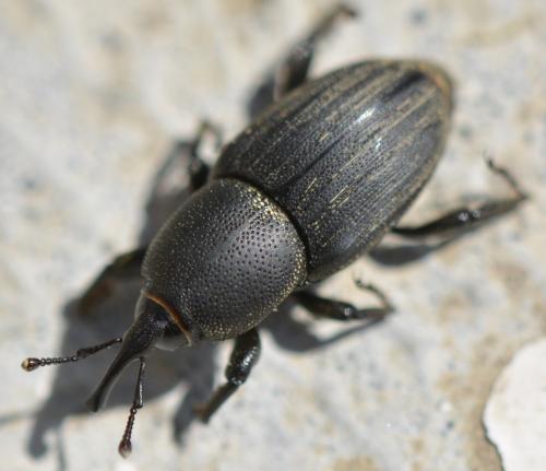 Réf. 281 106 : Sphenophorus abbreviatus